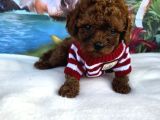 Toy Poodle Irkının En Güzelleri
