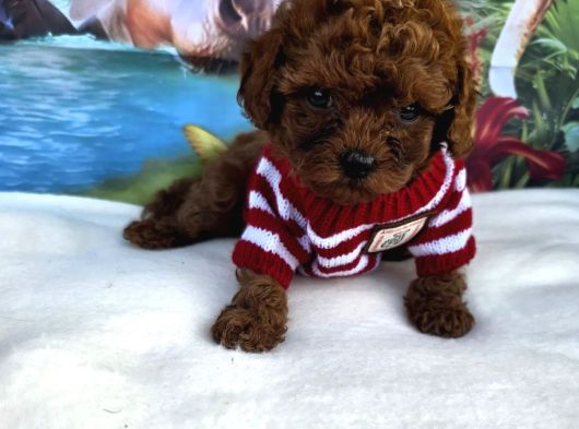 Toy Poodle Irkının En Güzelleri görsel
