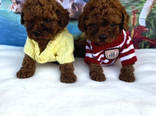 Toy Poodle Irkının En Güzelleri görsel