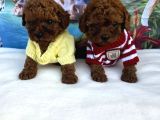Toy poodle ırkının en güzelleri