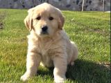 Küt burun bebek yüzlü golden yavrular