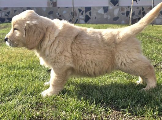 Küt Burun Bebek Yüzlü Golden Yavrular görsel