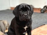 Dev Cane Corso Yavrular