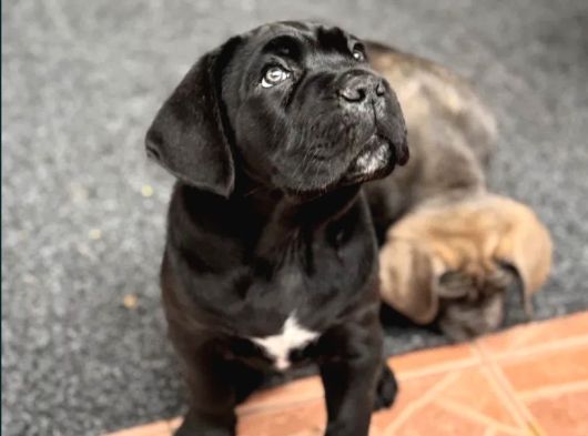 Dev Cane Corso Yavrular görsel