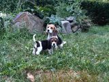 Tricolour Beagle Yavrular