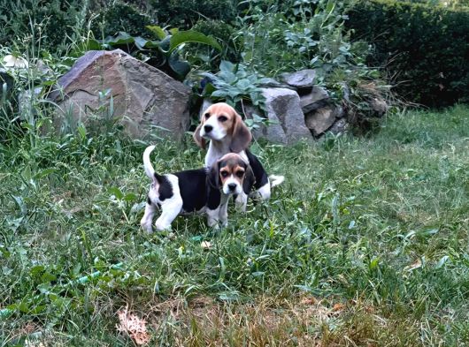 Tricolour Beagle Yavrular görsel
