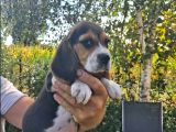 Tricolour beagle yavrular