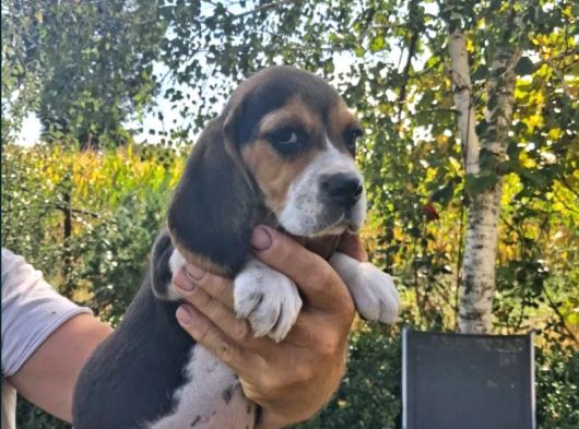 Tricolour Beagle Yavrular