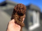 Red Brown Toy Poodle