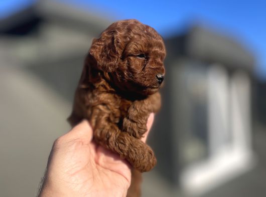 Red Brown Toy Poodle görsel
