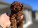 Red Brown Toy Poodle
