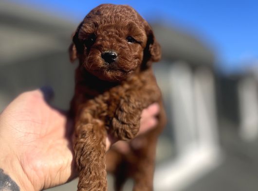 Red Brown Toy Poodle görsel