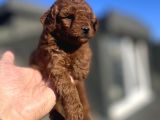 Red Brown Toy Poodle
