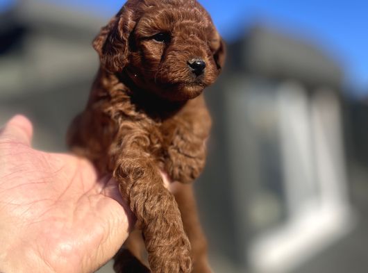 Red Brown Toy Poodle görsel