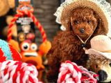 Oyuncu Ve Cana Yakın Poodle Yavrular