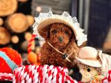 Oyuncu Ve Cana Yakın Poodle Yavrular
