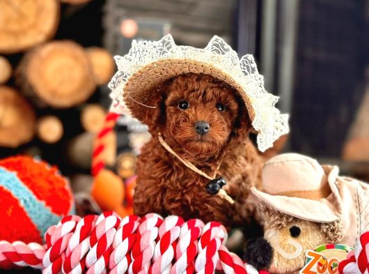 Oyuncu Ve Cana Yakın Poodle Yavrular