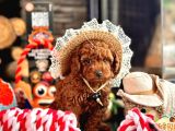 Oyuncu Ve Cana Yakın Poodle Yavrular