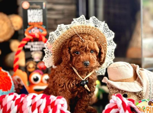 Oyuncu Ve Cana Yakın Poodle Yavrular görsel