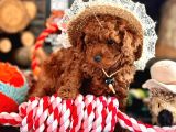 Oyuncu Ve Cana Yakın Poodle Yavrular