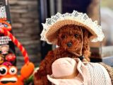 Oyuncu Ve Cana Yakın Poodle Yavrular