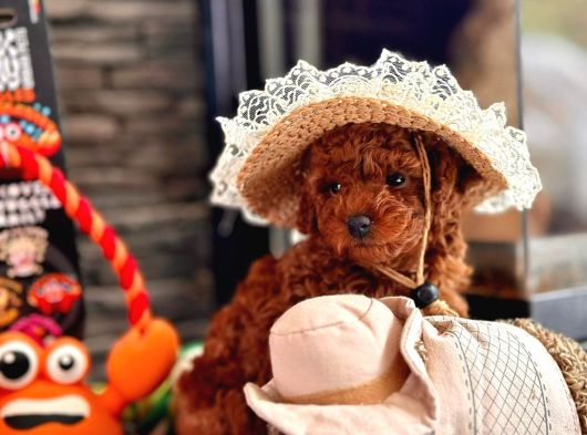 Oyuncu Ve Cana Yakın Poodle Yavrular görsel