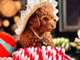 Oyuncu Ve Cana Yakın Poodle Yavrular