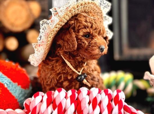 Oyuncu Ve Cana Yakın Poodle Yavrular görsel