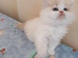 Wc Eği A Kalite Bebekler
