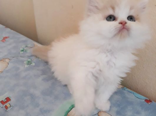 Wc Eği A Kalite Bebekler görsel