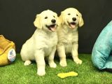 Bebek Yüzlü Golden Retriever Yavrularımız