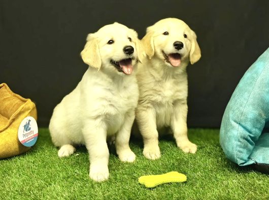 Bebek Yüzlü Golden Retriever Yavrularımız