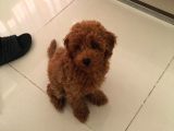 Kore Kan Red Brown Toy Poodle