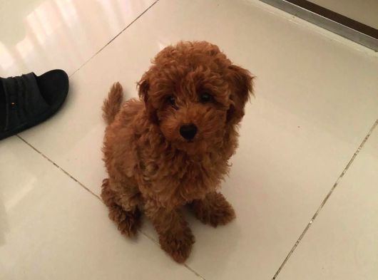 Kore Kan Red Brown Toy Poodle görsel