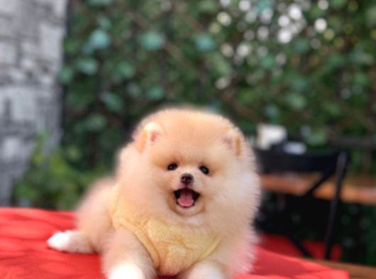 Orji̇nal Pomerani̇an Boo Yavrular görsel