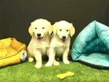 Bebek Yüzlü Golden Retriever Yavrularımız