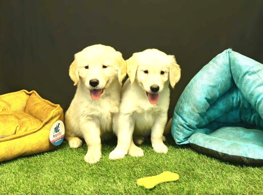 Bebek Yüzlü Golden Retriever Yavrularımız görsel