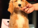 Dev Boy Özel Renk Labradoodle Anti̇alerji̇k Aşili