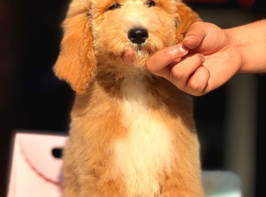 Dev Boy Özel Renk Labradoodle Anti̇alerji̇k Aşili görsel