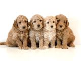 Ufacik Malti̇poo Yavrular