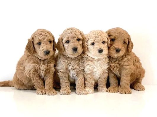 Ufacik Malti̇poo Yavrular görsel