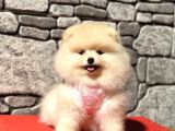 Pomerani̇an Boo Sağlik Garanti̇li̇