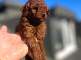 Orji̇nal Toy Poodle Çocuklar