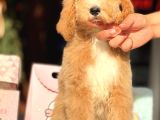 Dev Boy Özel Renk Labradoodle Anti̇alerji̇k Aşili