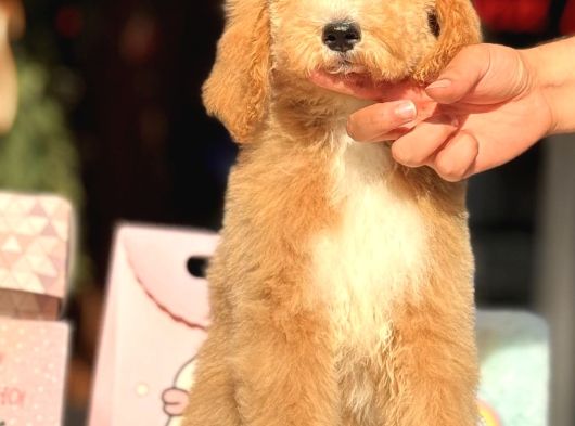 Dev Boy Özel Renk Labradoodle Anti̇alerji̇k Aşili görsel