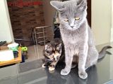 British Kedi
