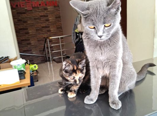 British Kedi görsel