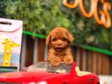 Kore Ve Toy Poodle Türkiye Güzelleri