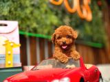 Kore ve toy poodle türkiye güzelleri