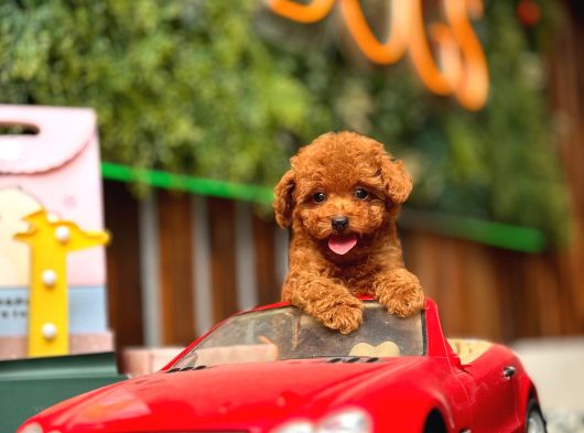 Kore Ve Toy Poodle Türkiye Güzelleri